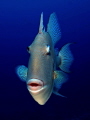   BALISTES CAROLINENSIS  